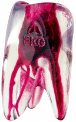 FKG 3D Tooth - Ząb treningowy - górny lewy trzonowiec FKG 3D Tooth - Ząb treningowy - górny lewy trzonowiec