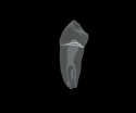 BIOMED 3D Tooth - Ząb treningowy - 28 Premolar