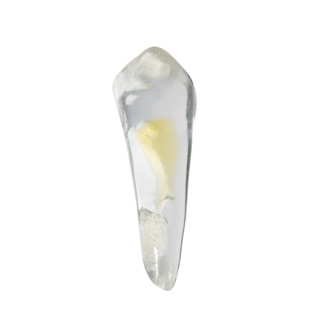 BIOMED 3D Tooth - Ząb treningowy - 28 Premolar