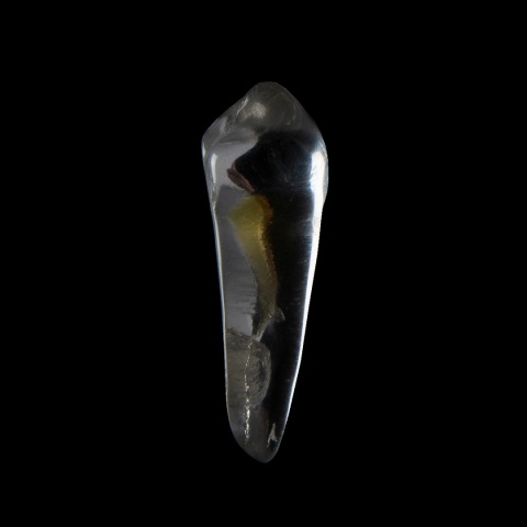 BIOMED 3D Tooth - Ząb treningowy - 28 Premolar